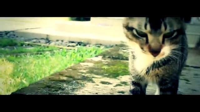 test magic bullet looks смотреть онлайн