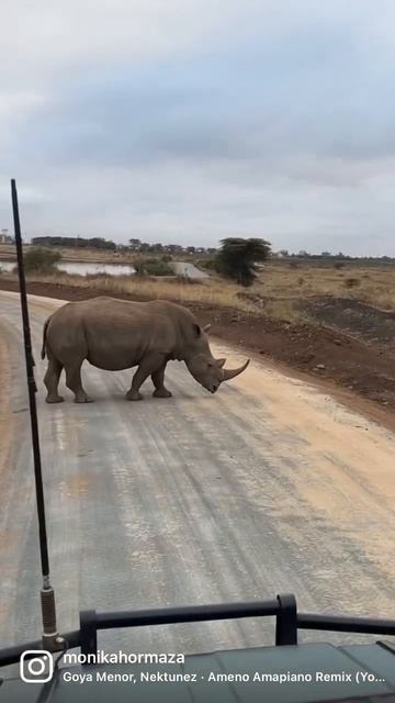 Black Rhinos 🦏 - The Big Boys! #short смотреть онлайн