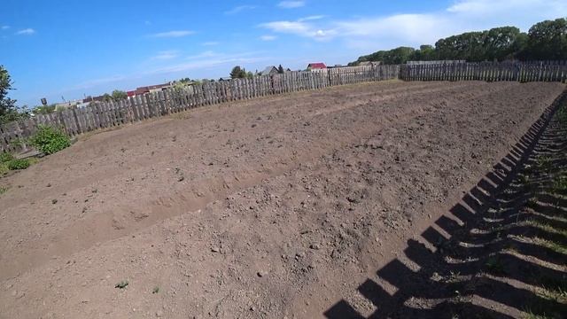 Взашла картошка / Осталось много прошлогодней картошки / Первый день лета / Коты 🎞📽🎥😀👍 смотреть онлайн