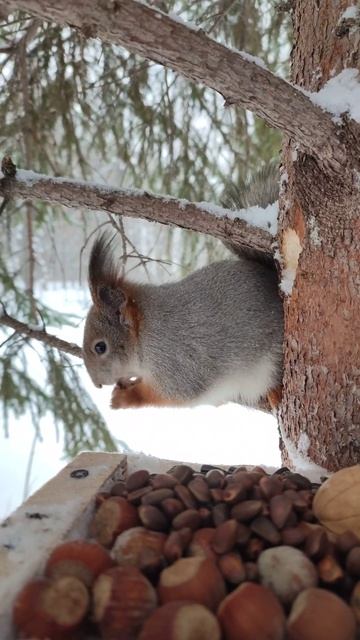 Белка удобно устроилась на ветке смотреть онлайн