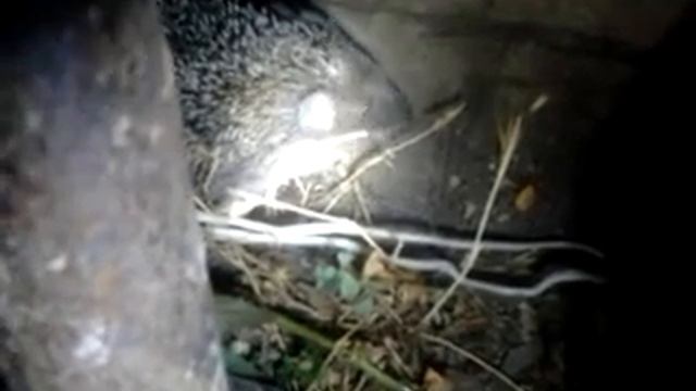 Чипсы лейс смотреть онлайн