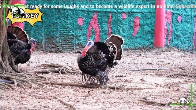 Cute Little Farm Animal Sounds - Elk, Red Panda, Hyena, Firefly | Animal moments смотреть онлайн
