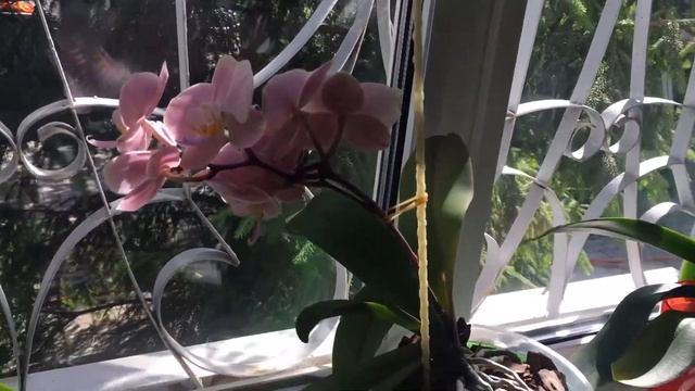 Орхидеи смотреть онлайн