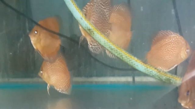 Leopard discus fish ,L,s,s/ring смотреть онлайн