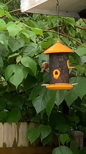 Birdwatching Painted Bunting #birds #birdwatching #wildlife смотреть онлайн