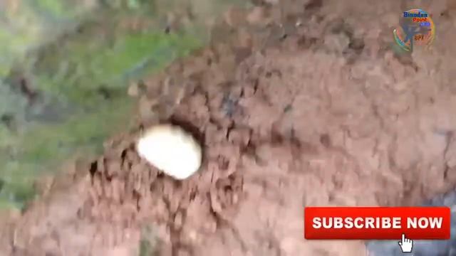 দেখুন কিভাবে পোকাটি তার বাসা তৈরি করছে।How To Creat The Insect His House.