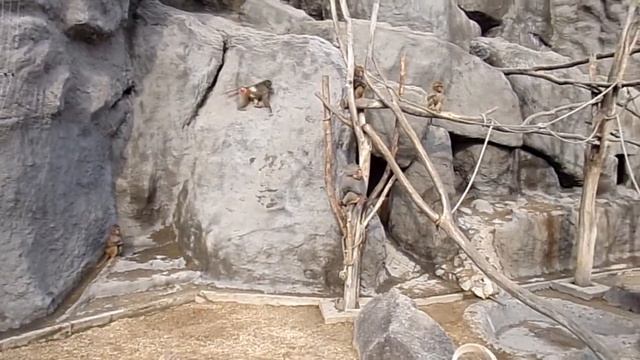 Hamadryas baboons and maned sheep (Budapest Zoo) смотреть онлайн