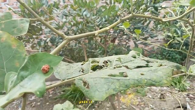 Klintan Kreasi (Kreatif & Inovatif) | Hama Kumbang Daun (Epilachna sp.)🐞Pada Tanaman Cepokak🌿 смотреть онлайн