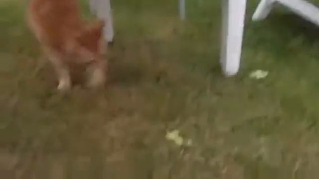 BBQ X X X смотреть онлайн