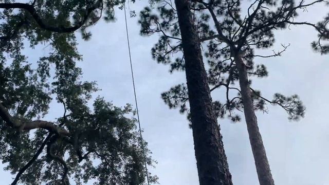 Full-Service Tree Company in Winter Park, FL смотреть онлайн