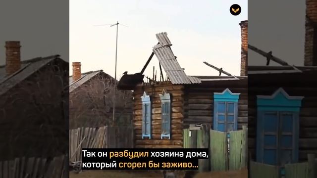В Бурятии староста села спас человека на пожаре смотреть онлайн
