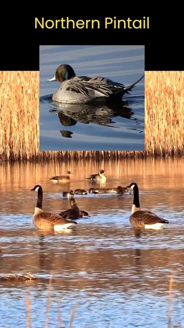 Morning Meditation in the Marsh Featuring Waterfowl смотреть онлайн