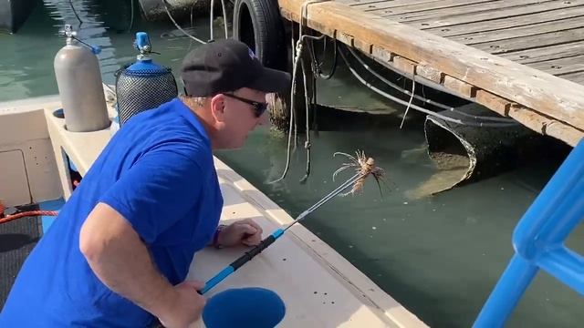 First Lionfish Speared Right From a Boat!! смотреть онлайн