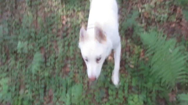 С Златой по лесам и рекам смотреть онлайн