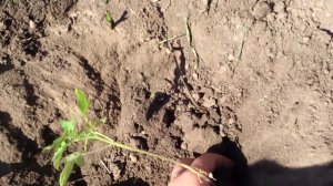 Высадка рассады помидоров в открытый грунт. Высадка томатов