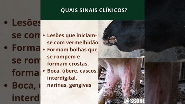 Ectima contagioso ou boqueira em ovinos e caprinos смотреть онлайн