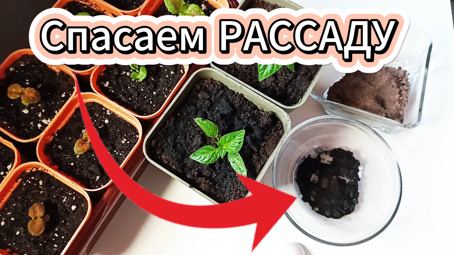 УГОЛЬ - ВАЖНЫЙ ПРЕПАРАТ ДЛЯ РАССАДЫ смотреть онлайн