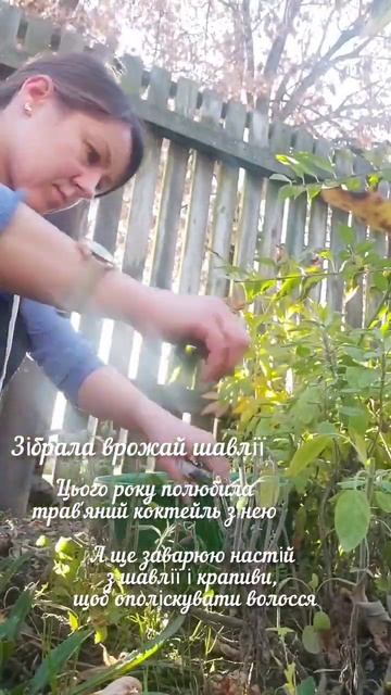 Шавлія смотреть онлайн