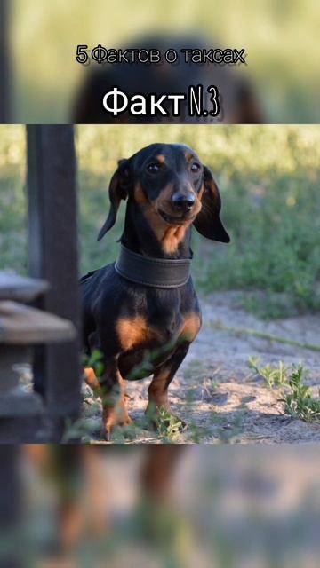 5 Фактов о таксах смотреть онлайн