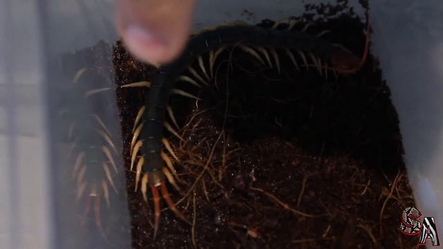 Scolopendra multidens - Un bonito escolopendra de cabeza roja intensa смотреть онлайн
