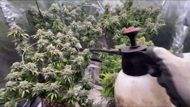 Mars Hydro Grow Journal DUAL SP3000’s defoliation and spraying of nontoxic pest control products. смотреть онлайн