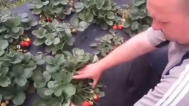 Клубника под агроволокном. Agrolavka.com.ua — интернет-агромагазин №1 смотреть онлайн