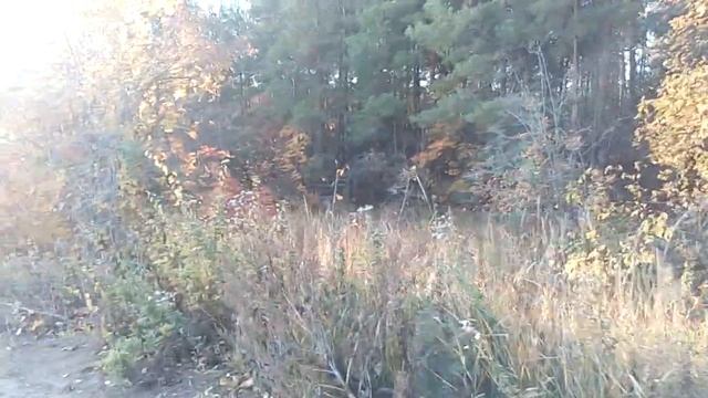 Осень в лесу.Вольск 6.10.19г. смотреть онлайн