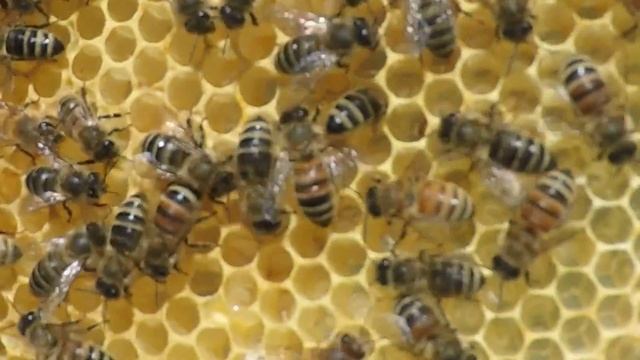 Beehive Tour - Mini Urban Beehive (MUB) смотреть онлайн