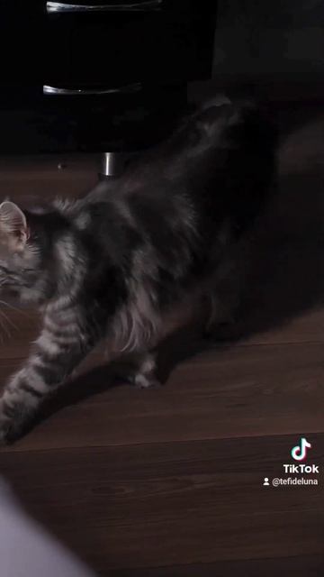 Удивительное существо ,волк или кабан?🤣 смотреть онлайн