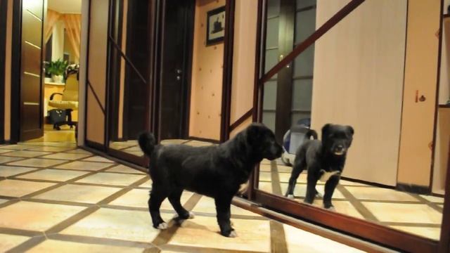 Алдан. Первые шаги в новом доме. смотреть онлайн