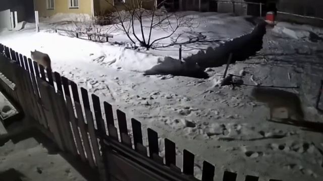 VID_20250309_221147_731.mp4 смотреть онлайн