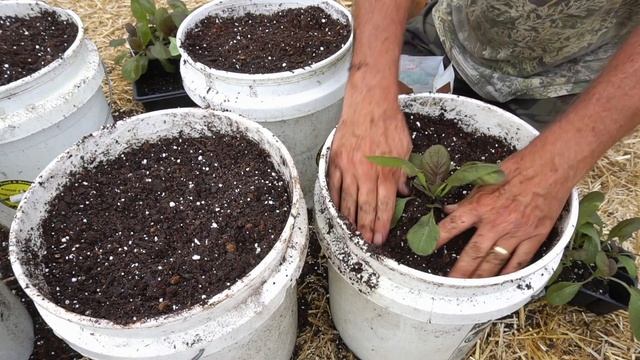 How to Grow Napa / Chinese Cabbage in Containers from SEED to HARVEST смотреть онлайн