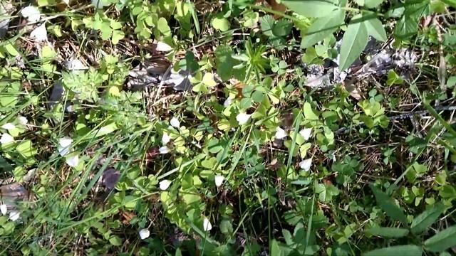 Кусочек природы.Цветы в лесу. смотреть онлайн