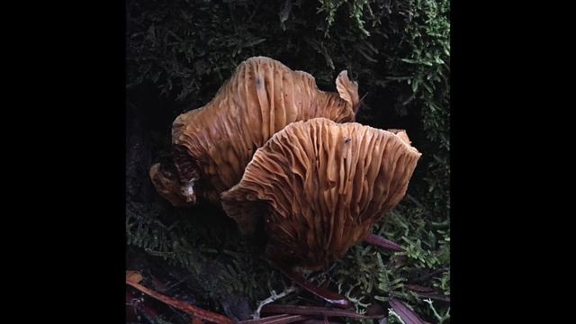 The Funky World Of Fungi
