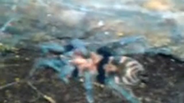 Cyclosternum Fasciatum смотреть онлайн