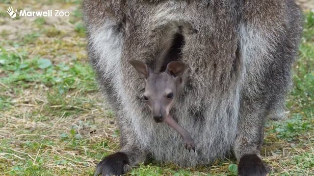 Holly Wallaby has had a joey! смотреть онлайн