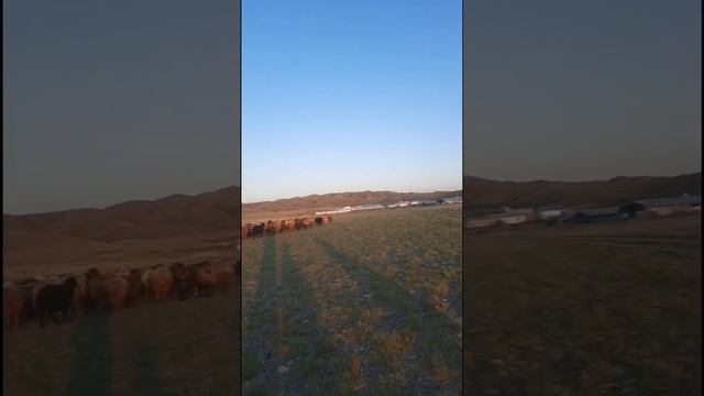 қойшы бала - жазғы демалыс 2021жыл аулие Баянбайата смотреть онлайн