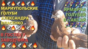 🔥🕊🔥 Мариупольские голуби Александра Власенко. В гостях у заводчика. Ярмарка голубей в г.Аксай.