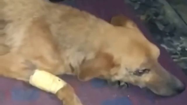 Вива смотреть онлайн