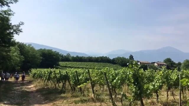 Италия. Экскурсия по виноградникам Franciacorta. смотреть онлайн
