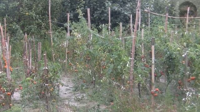 Два способа подвязки высокорослых помидор. Простой способ подвязки высокорослых томатов. смотреть онлайн