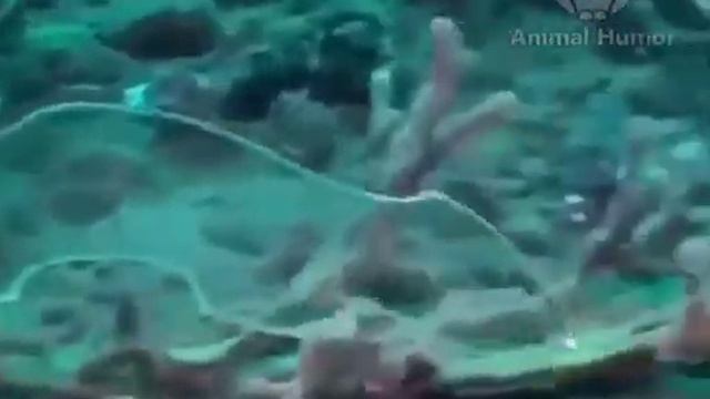 Лептоцефалус — не что иное, как угорь в стадии личинки. смотреть онлайн