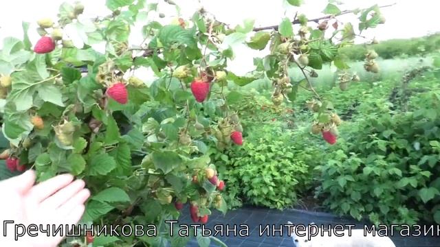 КОРПИКО сорт малины среднеспелого срока созревания один из любимчиков