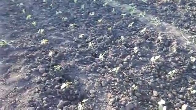 Посадки, посадки / Что-то я сдала за этот год / Жизнь в селе. смотреть онлайн