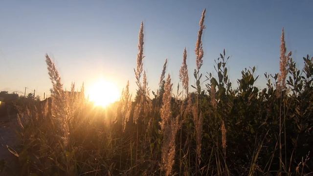 Summer evening ambience for relaxation and deep sleep/Летний вечер за городом/Расслабляющие звуки смотреть онлайн