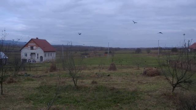 2018 10 26 09 59 инспекция домашних участков в виде стаи ворон смотреть онлайн
