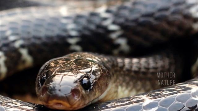 Most Venomous Animals On Earth | Mother Nature | HD смотреть онлайн