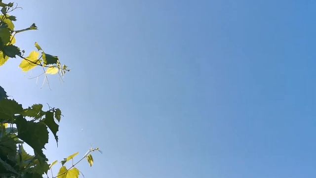 #PIGEONS. Утренняя тренировка бакинских бойных голубей 23.07.2021г. смотреть онлайн