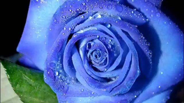 Paintbrush Passionate