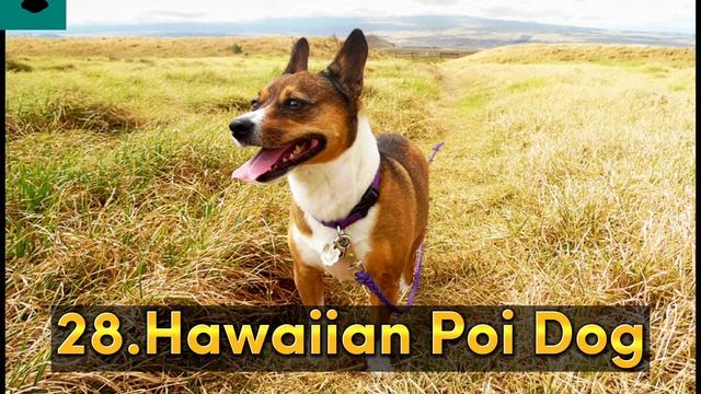 All American Dog Breeds A-Z With Pictures смотреть онлайн